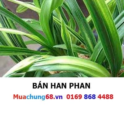 HAN PHAN
